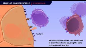 The Cellular Immune Response