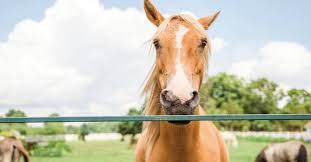 Hunterbrook horse farm offers countless options for fun whether it's riding a pony or dancing to a d.j. Best Petting Zoos For Animal Lovers In And Around Bergen County Nj Bergen County Nj Things To Do Restaurants Family Fun And More