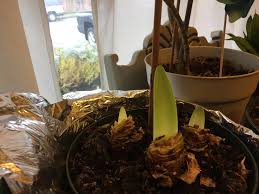 How to select an amaryllis bulb. Victory First Time Forcing Amaryllis Bulbs Won T Bloom By Christmas But Should Be A Mid Winter Bit Of Cheer Gardening