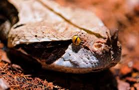 Check spelling or type a new query. Gaboon Viper Description Habitat Image Diet And Interesting Facts
