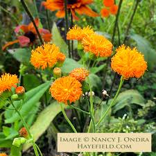 Image result for Emilia integrifolia