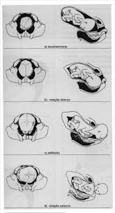 Guardami, e tutto oblio, e a vendicarti io volo; Resumo Do Mecanismo Do Parto Download Scientific Diagram