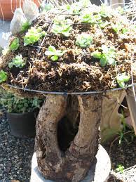 Take A Hanging Basket Line With A Mess Fill With Peat Moss And Add Your Succulents Peat Moss Succulents Hanging Baskets
