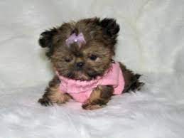 Shih Tzu Puppies In Utah Shih Tzu Puppy Imperial Shih Tzu Shih Tzu