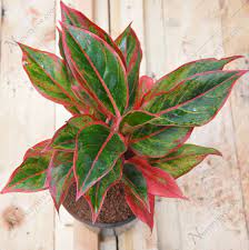 Find care tips here to keep this jazzy beauty healthy & strong. Aglaonema Red Siam Shop Aglaonema Red Siam With Great Discounts And Prices Online Lazada Philippines