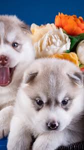 Floral wallpaper spring wallpaper nature rose sunflower. Cute Puppies Huskies Basket Rose Flowers 1080x1920 Iphone 8 7 6 6s Plus Wallpaper Background Picture Image
