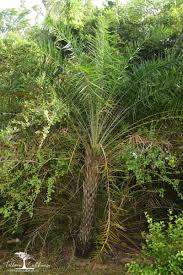 Image result for Phoenix pusilla