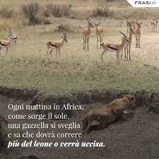 Ogni mattina in africa una gazzella si sveglia etira un sospiro di sollievo per non essersi svegliata in italia. Frasix Ogni Mattina In Africa Facebook