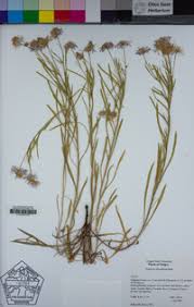 Image result for Eriosema decumbens