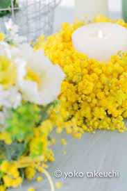 Green And Yellow Styling Mimosa Tree Flower Garden Mimosa