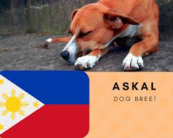 Reacted to 2 american bullies namely legend and titan from team azkals of cebu city, owned by jhoe tan and handled by archie. Askal Dog Breed Philippines Native Breed Org