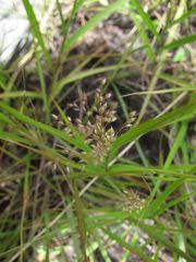Image result for Panicum subflabellatum