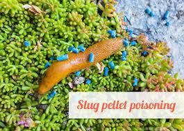 Image result for Metaldehyde Poisoning