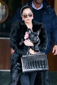 The victim, identified in us media reports as ryan fischer, is expected to survive his injuries. 33 Celebrity Pets With Big Personalities Celebrity Dogs Dog Dresses Lady Gaga Joanne