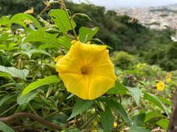 Image result for Merremia tuberosa