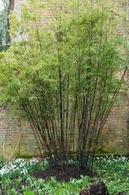 Black Bamboo Plants For Sale Ireland Pin On Plant Wish List