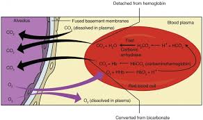 Gas Exchange Anatomy And Physiology Ii