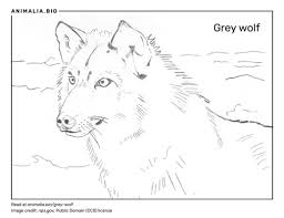Bernard's wolf