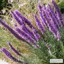 Dotted Blazing Star Liatris Liatris High Country Gardens Heat Tolerant Plants