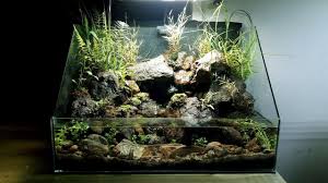 How Make Aquaterrarium Waterfall Natural With Some Fern Moss Grass Aquascaping Bể Ca