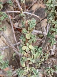 Image result for Coleus cylindraceus