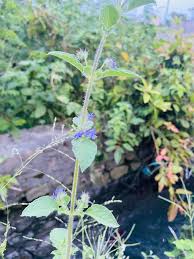 Image result for Mesosphaerum suaveolens