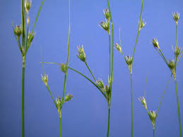 Image result for Juncaceae