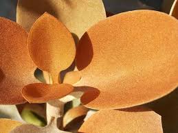 Copper Spoons Kalanchoe Orygalis Chinese Money Plant Fragrant Plant Perfect Plants