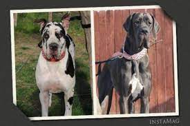 Check spelling or type a new query. Akc Reg Male Brindle 100 Full European Great Dane Puppy For Sale In Bakersfield California Classified Americanlisted Com