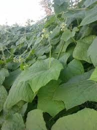 Image result for Sicyos