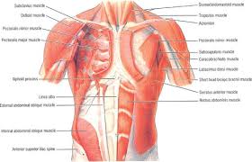 The pectoral region is located on the anterior chest wall. Applied Anatomy Of The Chest Wall And Mediastinum Basicmedical Key