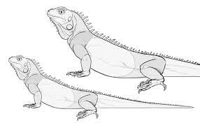 Sketchbook Original How To Draw Lizards Monika Zagrobelna Drawings Lizard Drawing Lizard Sketch