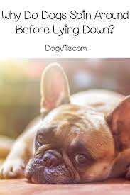 Why Do Dogs Spin Around Before Lying Down If You Re As Curious About This Dog Behavior As We Were Read O Training Your Dog Dog Behavior Training Dog Training