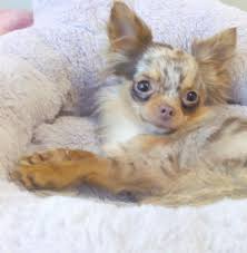 Breeding one is difficult because you have to mix different colors including fawn and brown in hopes of getting one. The Merle Chihuahua Club By N I Chihuahuas Startseite Facebook