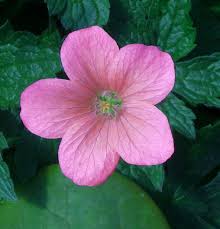 Image result for Geranium arabicum