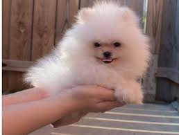 We foster unwanted pets and rehome them. Dogs Puppies For Rehoming Yas Finder