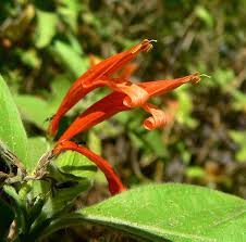 Image result for Justicia striata