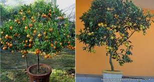 Cara Menanam Buah Di Dalam Pot