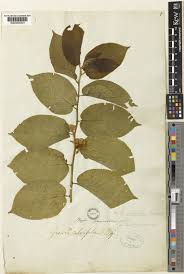 Image result for Grewia glandulosa