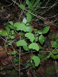 Image result for Cissampelos torulosa