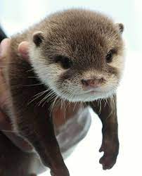 Animaux Otters Cute Cute Animals Cute Baby Animals