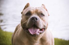 So it behooves the responsible pit bull owner to pay extra. Why I Love Pit Bulls Cesar S Way