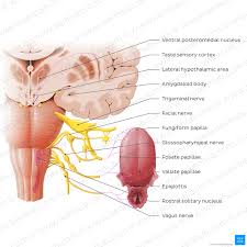 Image result for Taste Sensation