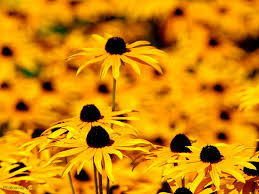 27+ wallpaper warna kuning pastel polos. Yellow Flowers Wallpaper 1024x768 66787
