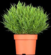 Image result for Pogonatherum paniceum