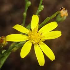 Image result for Geigeria burkei