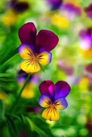 Simply Beautiful World Pansies Flowers Beautiful Flowers Pansies