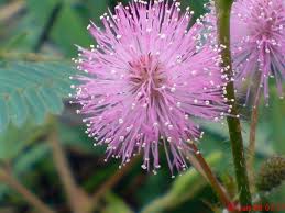 Orang pertama kali menanam apel di asia tengah, kini apel banyak dikembangkan. Khasiat Tumbuhan Putri Malu Kataku4u