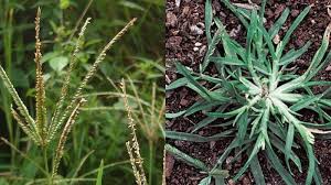 Cara membasmi rumput liar dengan garam sangat mudah karena anda hanya perlu menaburkan garam secukupnya ke rumput liar dan area sekitarnya. Biasa Jadi Pakan Ternak Rumput Ini Terbukti Manjur Atasi Berbagai Penyakit Cara Mengolahnya Mudah Tribun Kaltim