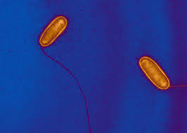 Image result for Intracellular Bacteria